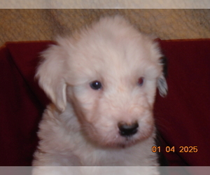 Old English Sheepdog Puppy for sale in RAYMORE, MO, USA