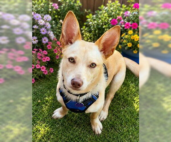 Medium Photo #5 Chihuahua-Unknown Mix Puppy For Sale in Fremont, CA, USA
