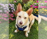 Small #4 Chihuahua Mix