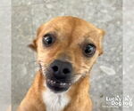 Small #1 Chihuahua Mix