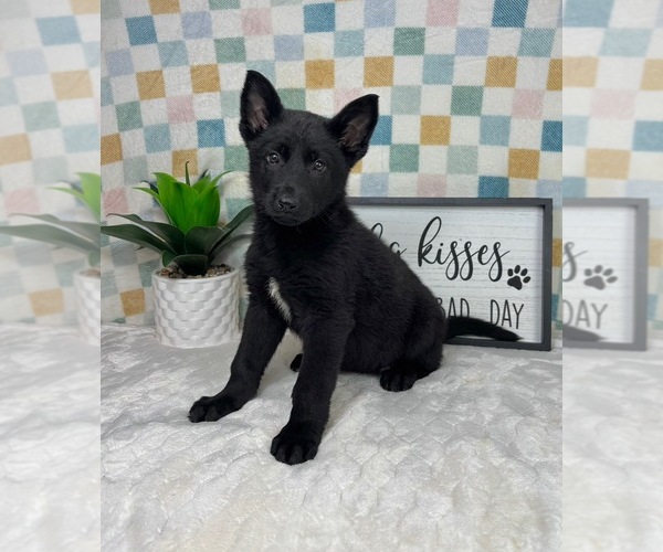 Medium Photo #7 German Shepherd Dog Puppy For Sale in FRANKLIN, IN, USA