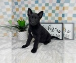 Small #6 German Shepherd Dog