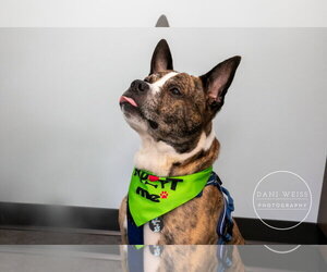 Chop - Male American Staffordshire Terrier-Boxer Mix Dog for Adoption - Photo #2