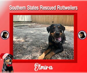 Rottweiler-Unknown Mix Dogs for adoption in White Hall, AR, USA