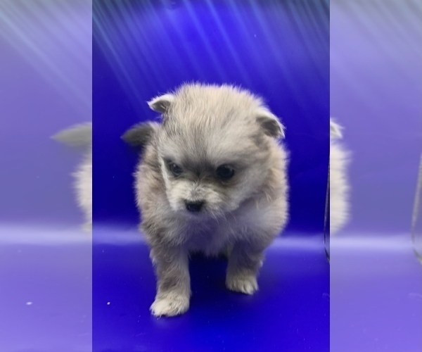 Medium Photo #12 Pomeranian Puppy For Sale in PORTLAND, ME, USA