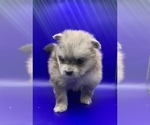 Small Photo #12 Pomeranian Puppy For Sale in PORTLAND, ME, USA
