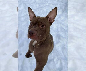 Calvin - Male Mutt Dog for Adoption - Photo #2