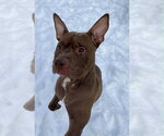 Small Photo #2 Mutt Puppy For Sale in Strongsville, OH, USA