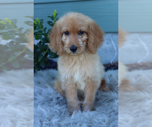 Goldendoodle (Miniature) Puppy for sale in ITASCA, TX, USA
