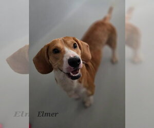 Elmer - Male Bagle Hound Dog for Adoption - Photo #2