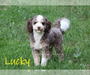 Father of the Miniature Bernedoodle puppies born on 06/06/2025