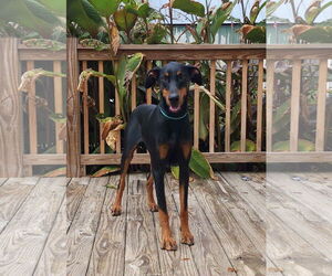 Doberman Pinscher Dogs for adoption in Social Circle, GA, USA