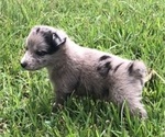 Small Photo #4 Australian Shepherd Puppy For Sale in SILVER CREEK, MS, USA
