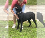 Small #2 Labrador Retriever Mix