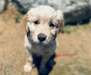 Goldendoodle Puppy for sale in ALLENDALE, MI, USA