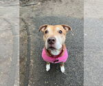 Small #4 American Pit Bull Terrier Mix
