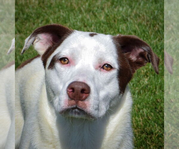 Medium Photo #1 Border Collie-Great Pyrenees Mix Puppy For Sale in Huntley, IL, USA