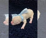 Small Photo #1 English Cream Golden Retriever Puppy For Sale in AUSTIN, TX, USA