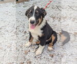 Small #2 Australian Shepherd