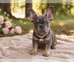 Small Photo #4 French Bulldog Puppy For Sale in WOODBRIDGE, VA, USA