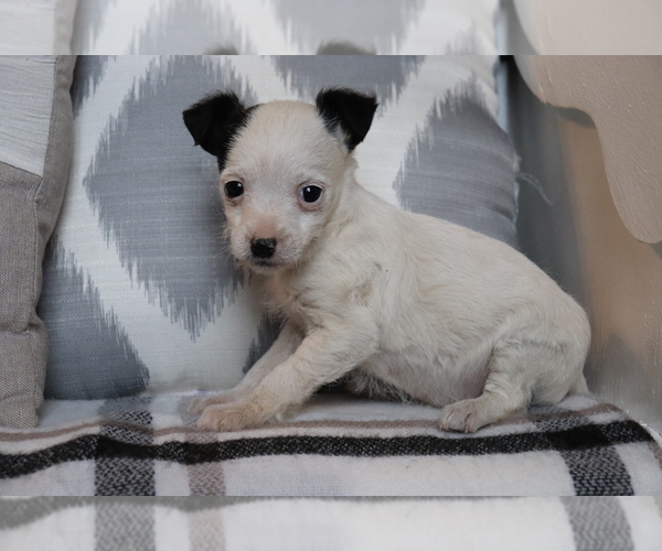 Medium Photo #1 Fox Terrier (Smooth)-Poodle (Miniature) Mix Puppy For Sale in SHILOH, OH, USA