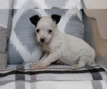 Small Photo #1 Fox Terrier (Smooth)-Poodle (Miniature) Mix Puppy For Sale in SHILOH, OH, USA