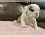 Small Photo #5 Bulldog Puppy For Sale in WOODSTOCK, GA, USA