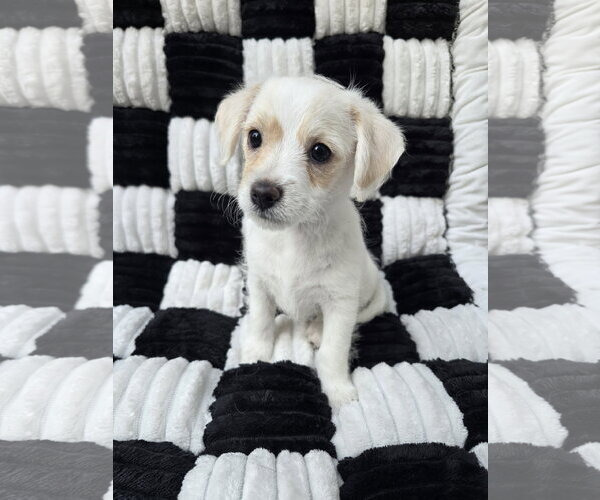 Medium Photo #1 Chihuahua-Unknown Mix Puppy For Sale in San Francisco, CA, USA