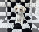 Pearl - Female Chihuahua-Unknown Mix Dog for Adoption - Small photo