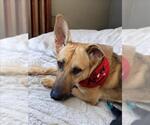 Small #1 German Shepherd Dog Mix
