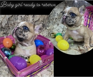 French Bulldog Puppy for sale in MORENO VALLEY, CA, USA