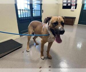 Mastiff Dogs for adoption in Pasadena, CA, USA