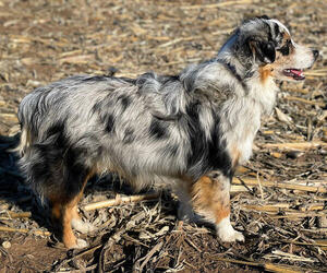 Father of the Miniature Australian Shepherd puppies born on 04/05/2025