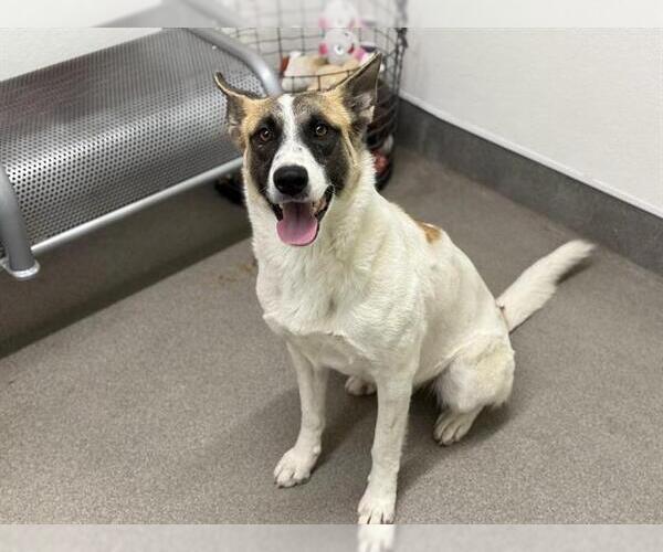 Medium Photo #1 German Shepherd Dog-Unknown Mix Puppy For Sale in HESPERIA, CA, USA