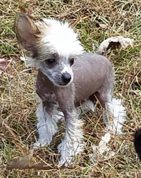 Medium Photo #1 Chinese Crested Puppy For Sale in MAGNOLIA, TX, USA