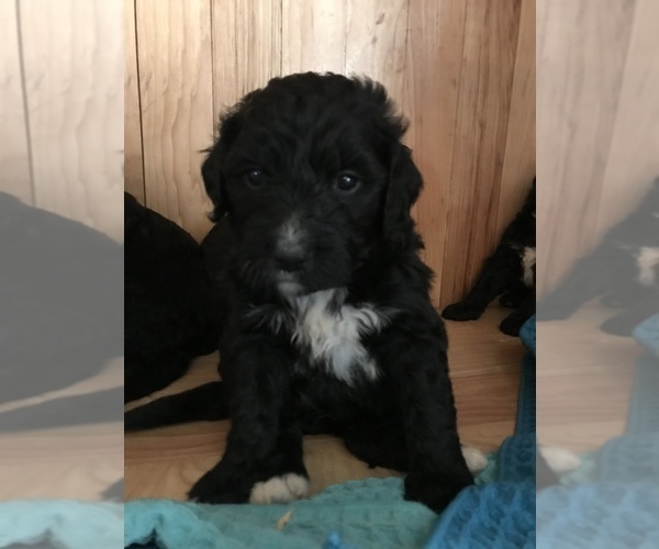 Medium Photo #1 Bernedoodle Puppy For Sale in SHARPSBURG, KY, USA