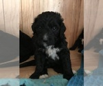 Small Photo #1 Bernedoodle Puppy For Sale in SHARPSBURG, KY, USA
