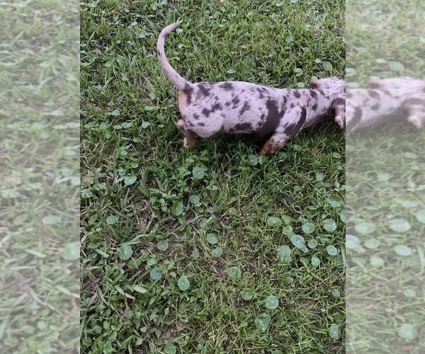 Medium Photo #4 Dachshund Puppy For Sale in DENHAM SPRINGS, LA, USA