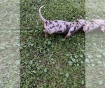 Small Photo #4 Dachshund Puppy For Sale in DENHAM SPRINGS, LA, USA