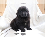 Small Photo #1 Newfoundland Puppy For Sale in SHILOH, OH, USA