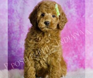 Goldendoodle (Miniature) Puppy for sale in WARSAW, IN, USA