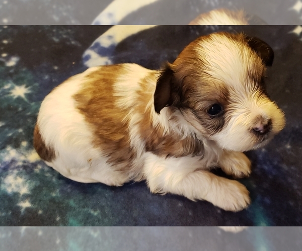 Medium Photo #1 Morkie Puppy For Sale in ATHENS, AL, USA