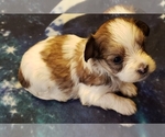 Small Photo #1 Morkie Puppy For Sale in ATHENS, AL, USA