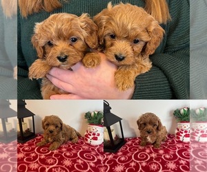 Cavapoo (Miniature) Puppy for sale in GREENVILLE, MI, USA