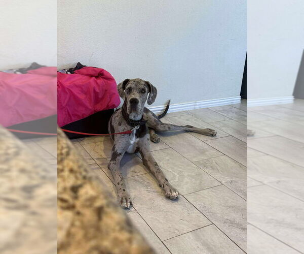 Medium Photo #2 Great Dane Puppy For Sale in Bullard, TX, USA