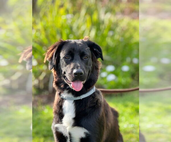 Medium Photo #1 Labrador Retriever-Unknown Mix Puppy For Sale in Marina Del Rey, CA, USA