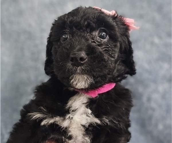 Medium Photo #5 Aussiedoodle Miniature  Puppy For Sale in DALTON, GA, USA