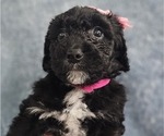 Small Photo #5 Aussiedoodle Miniature  Puppy For Sale in DALTON, GA, USA