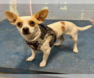 Chihuahua Dogs for adoption in Woodland, CA, USA