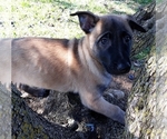 Small Photo #19 Belgian Malinois Puppy For Sale in CORNING, CA, USA